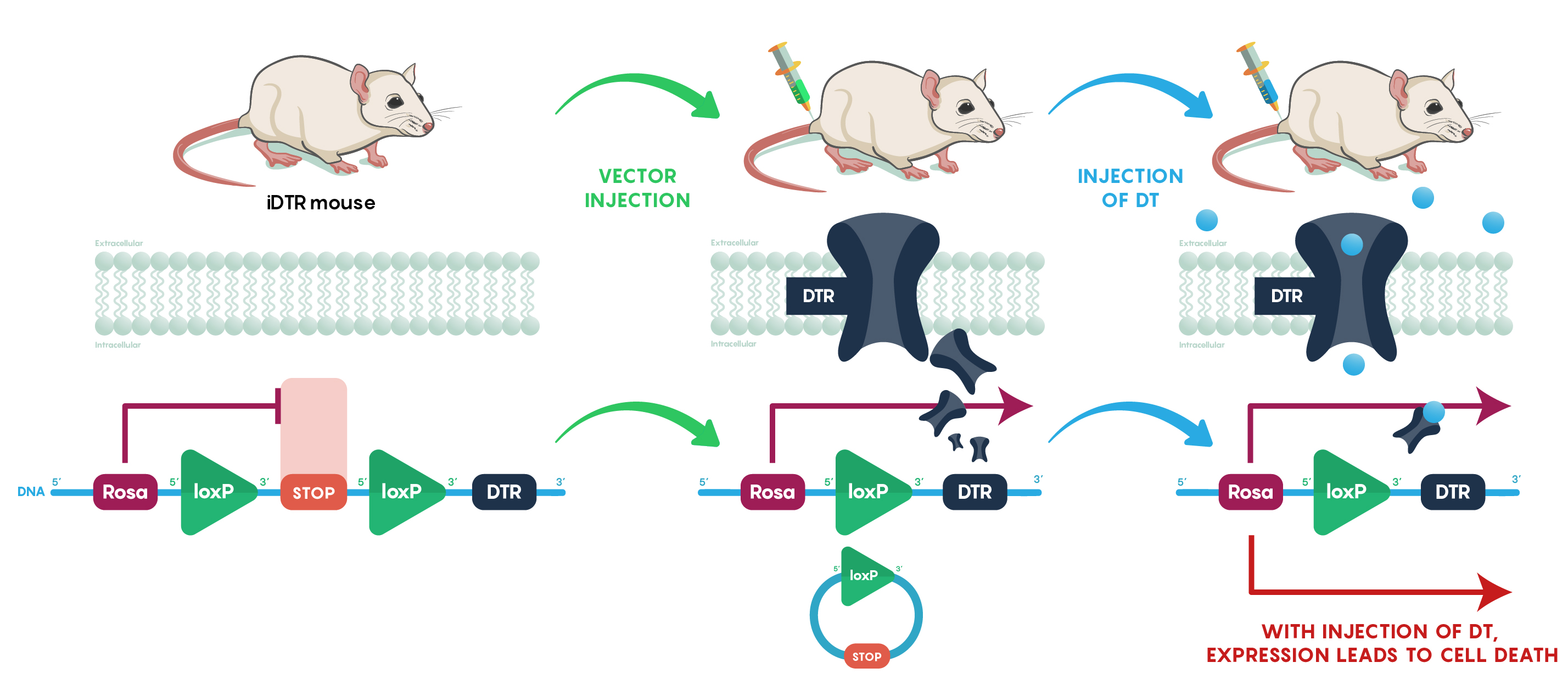 Schematic diagram illustrating the concept of using the Rosa/iDTR mouse to eliminate specific groups of cells. Much like the Cre-Lox system, there is a reliance on driver lines. All cells in the mouse's body carries the DNA sequence for Diptheria Toxin Receptor(DTR). However, due to the STOP codon being upstream of the DTR, the DTR is never transcribed. However, when a vector is injected into the mouse, the LoxPs excise the STOP codon and thus DTR is able to be transcribed and translated in the tissue where Cre-recombinase was injected. When injected with the diptheria toxin, the cells are able to accept it with the expressed DTR and thus undergo apoptosis.