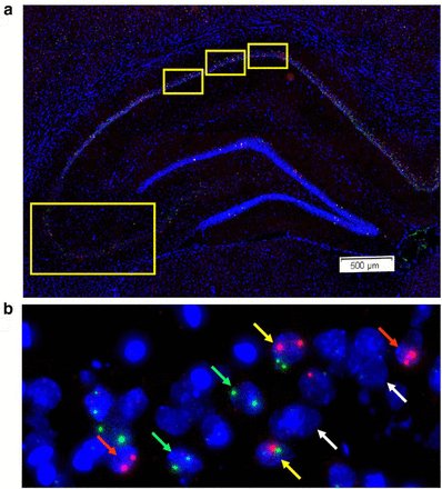 IEG expression in dorsal hippocampus. (a) Low-magnification image of DAPI-stained dorsal hippocampus indicating the fields imaged for CA1 and CA3. The relative positions analyzed for CA1 (top) and CA3 (bottom, left) are indicated by yellow boxes. (b) Representative 20× projection image of CA3 from rat trained in context discrimination conditioning, showing Arc+ (red arrows), H1a+ (green arrows), Arc/H1a+ (yellow arrows), and negative (white arrows) neurons.