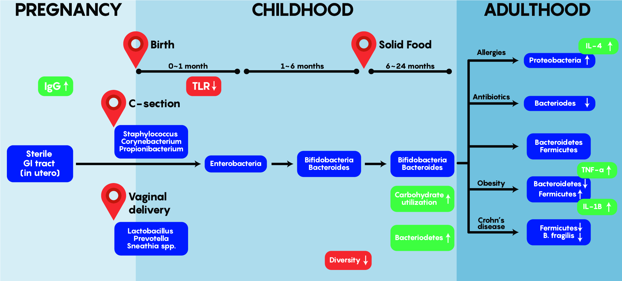 An illustration of the typical developmental colonization of the gut by bacteria. The initial colonies of bacteria that settle depend on the delivery method. In the first week of life, TLR is reduced, which may allow for the formation of stable bacterial colonies in the gut. During the first 6 months, as children are subjected to solid foods, the diversity of microbiota increases. The immune system is able to differentiate the difference between pathogenic and helpful bacteria. Disease appears to correlate with bacteria concentration and composition.