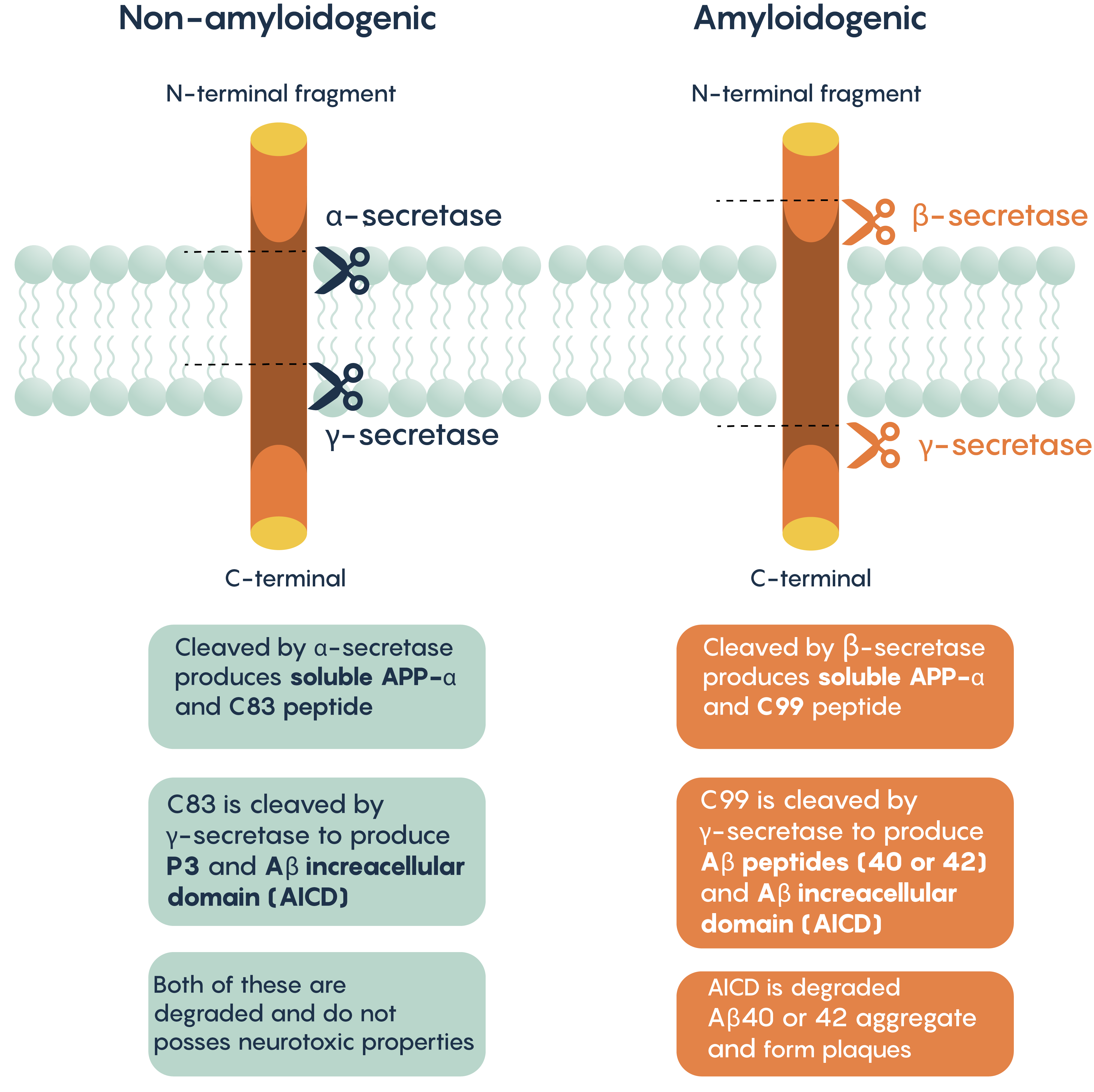 APP processing pathways leading to the production and aggregation of β-Amyloid.