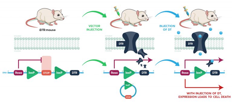 mechanism for mouse utopia behavior change