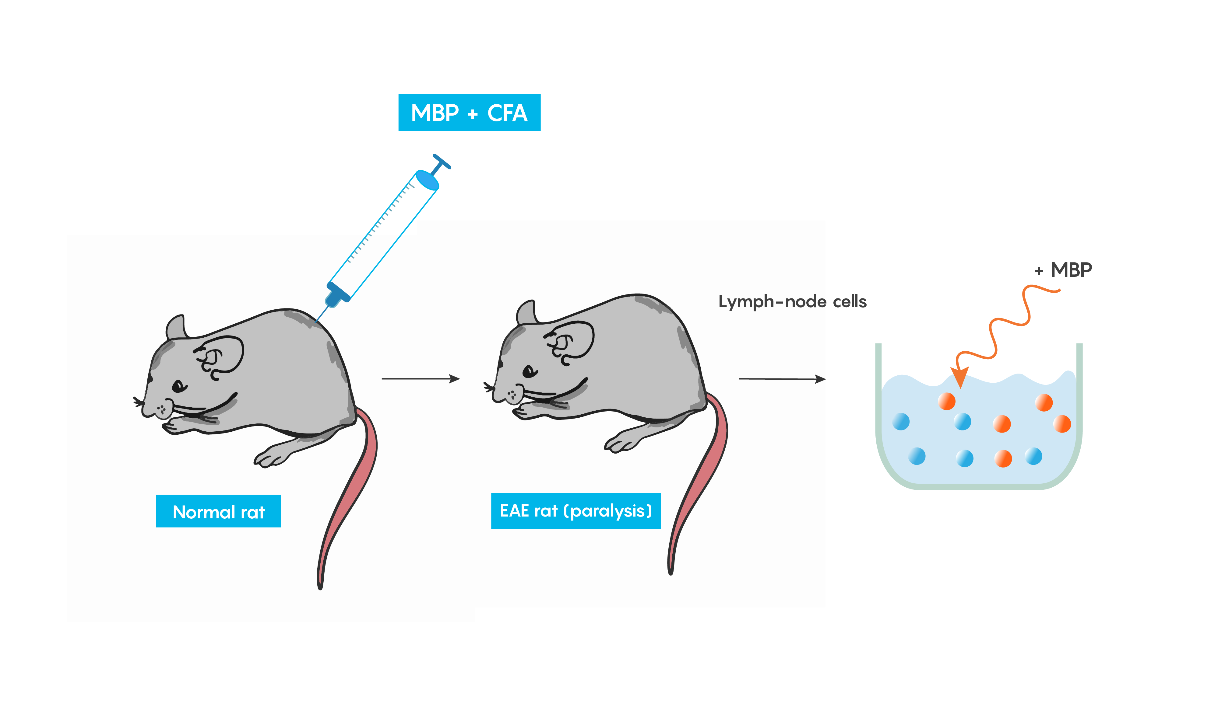 Illustration of the process of inducing an inflammatory response into a mouse to produce EAE as a mdoel of multiple sclerosis.