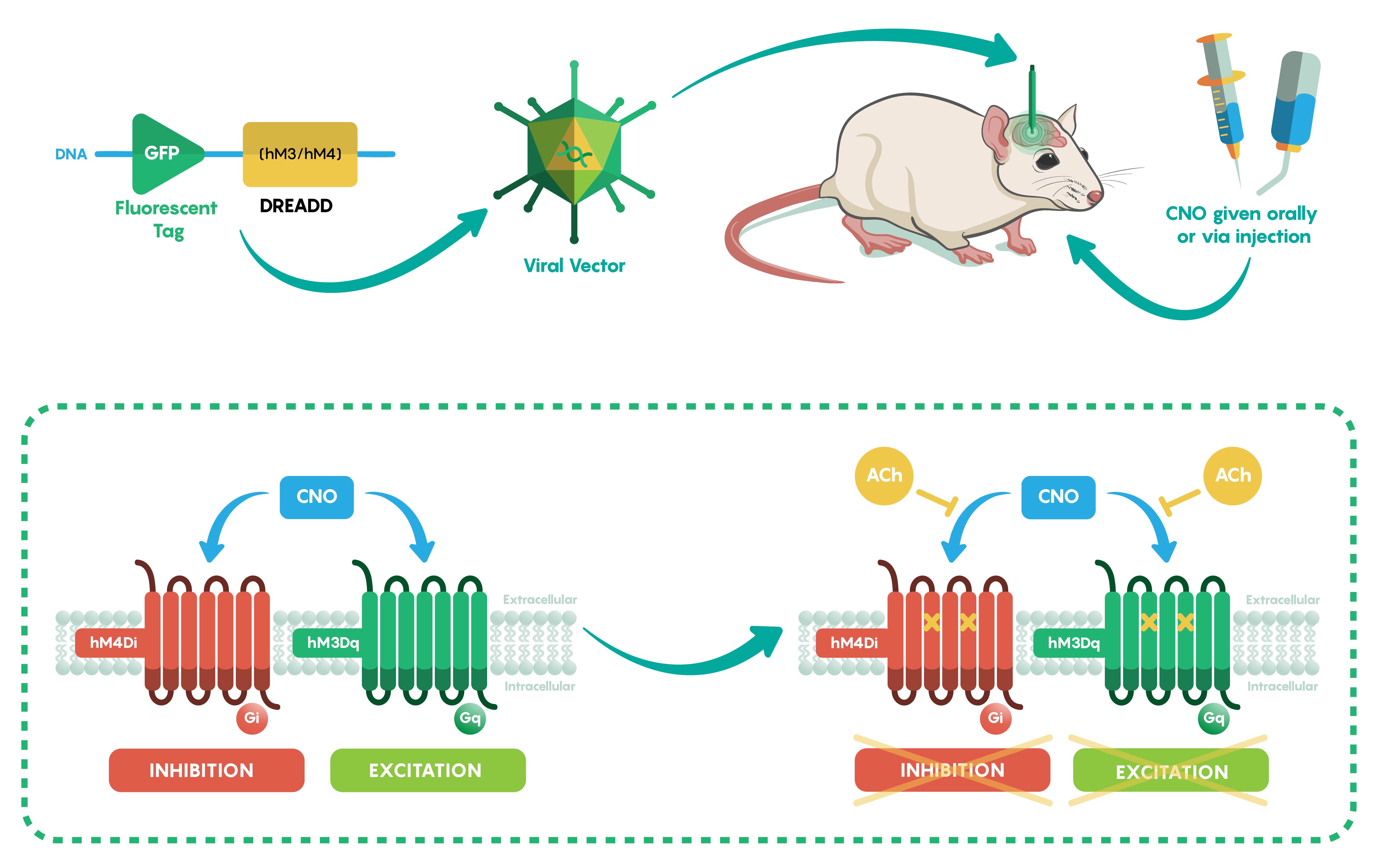 Schematic overview of how different variants of DREADDs (hM3Dq and hM4Di) can be used to activate and also inhibit groups of neurons using CNO. The figure also shows achetylcholine's (ACh) inhibitory effects on CNO.