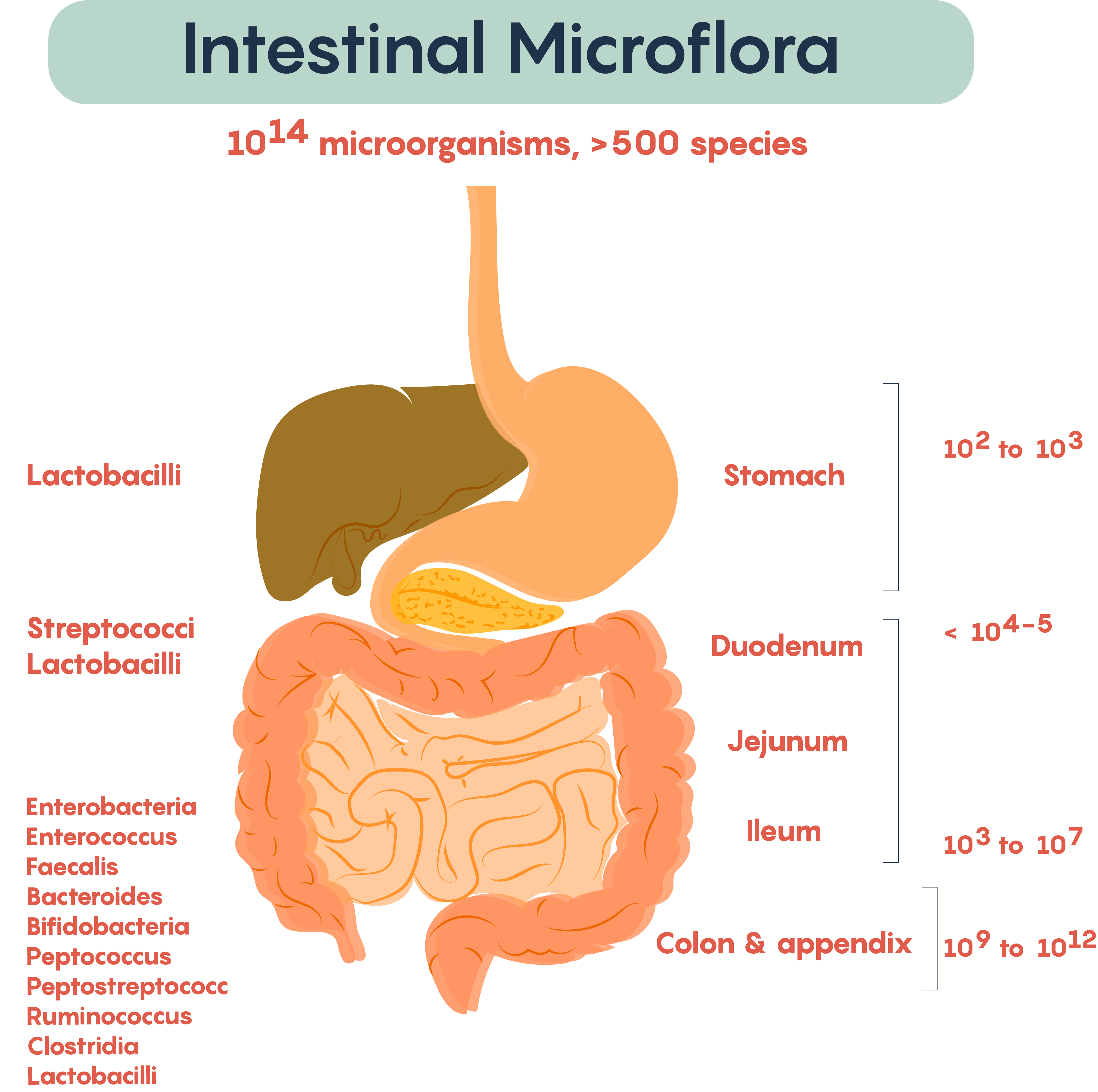 4.1 The Gut Microbiome And Its Impact On The Brain – Neuroscience ...