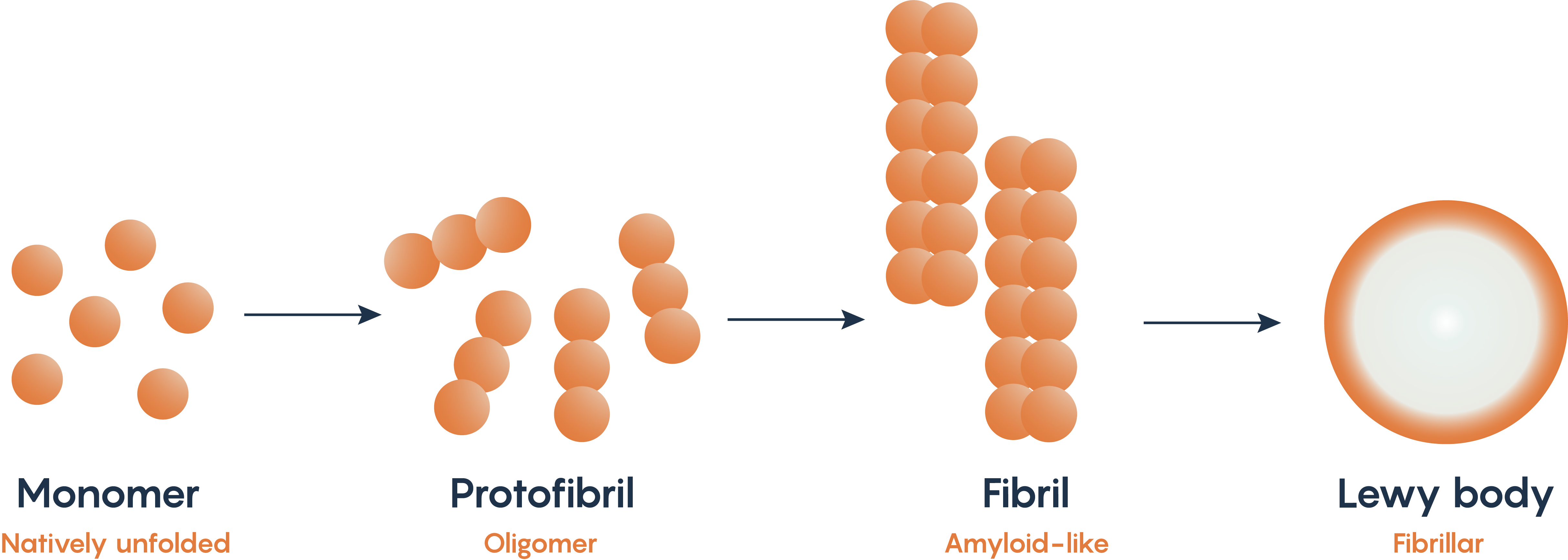 Misfolding and subsequent accumulation of alpha-synuclein.