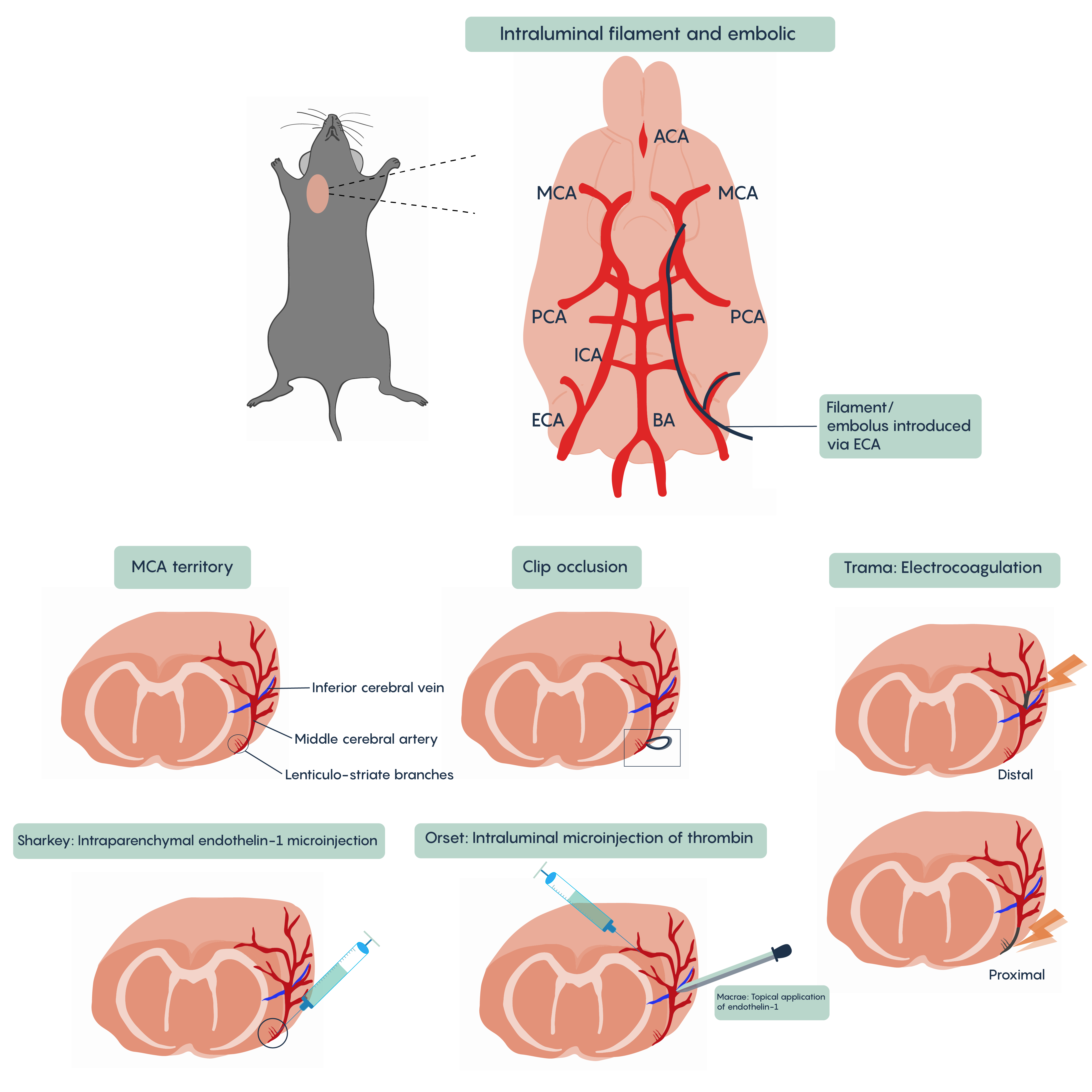 Various animal models of ischemia and stroke.