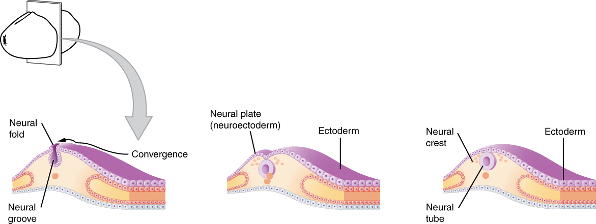 Diagram of the early embryonic development of nervous system